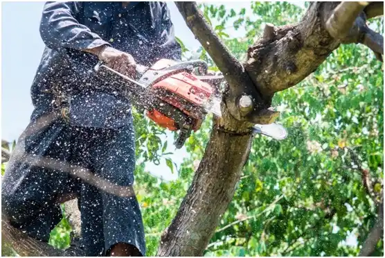 tree services Cienegas Terrace